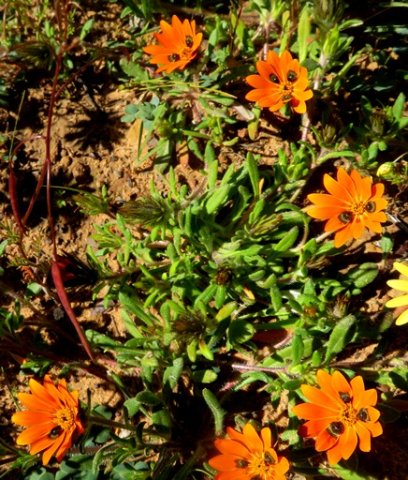 Gorteria diffusa subsp. diffusa sprawling plant