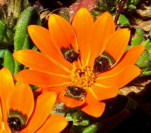 Gorteria diffusa subsp. diffusa beetle daisy