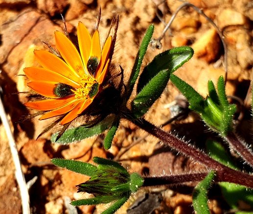Gorteria diffusa subsp. diffusa flowerhead