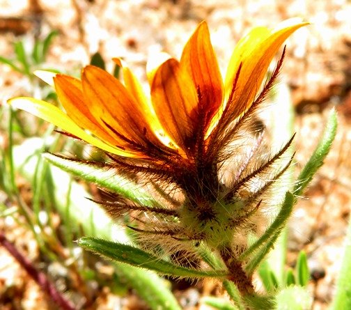 Gorteria diffusa subsp. diffusa bracts