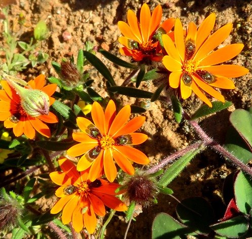 Gorteria diffusa subsp. diffusa flowerheads