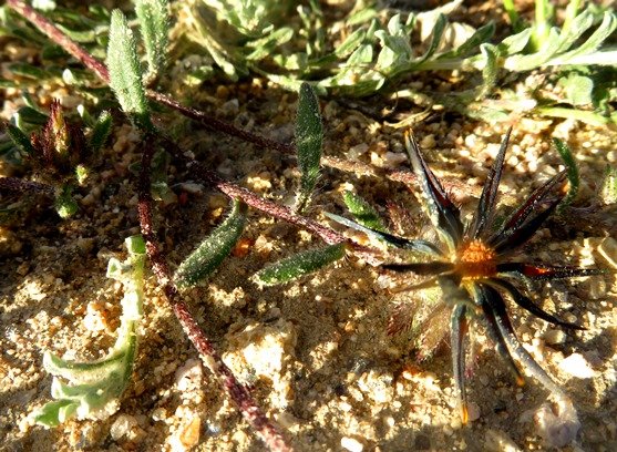 Gorteria diffusa subsp. diffusa withering flowerhead
