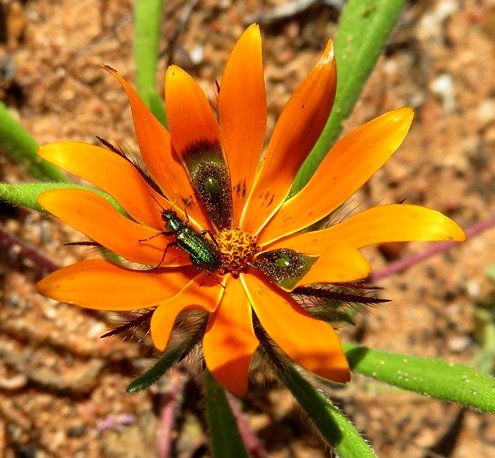 Gorteria diffusa subsp. diffusa, not the usual pollinator