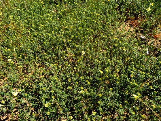 Gorteria personata large colony