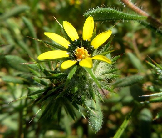 Gorteria personata open disc florets
