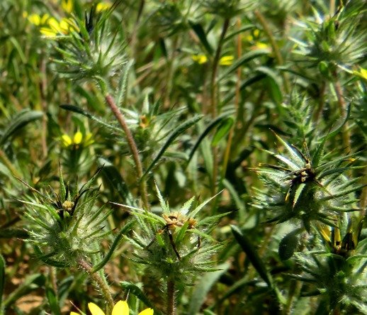 Gorteria personata burrs after flowerheads
