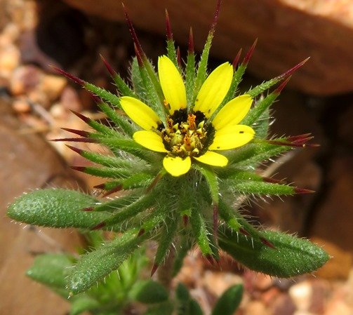 Gorteria personata flowerhead