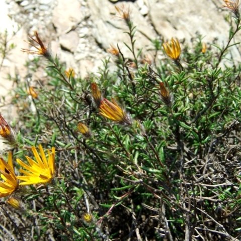 Gorteria integrifolia