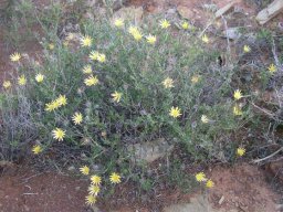 Gorteria alienata