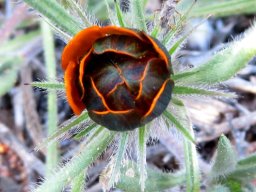 Gorteria diffusa subsp. calendulacea dark but intentions clear