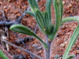 Gorteria diffusa subsp. calendulacea stem-tip leaves