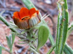 Gorteria diffusa subsp. calendulacea