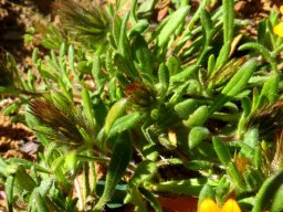Gorteria diffusa subsp. diffusa leaves