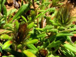 Gorteria diffusa subsp. diffusa bud stages