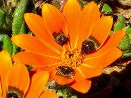 Gorteria diffusa subsp. diffusa beetle daisy