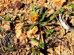 Gorteria diffusa subsp. diffusa