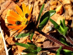 Gorteria diffusa subsp. diffusa flowerhead