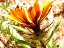 Gorteria diffusa subsp. diffusa bracts