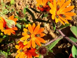 Gorteria diffusa subsp. diffusa flowerheads
