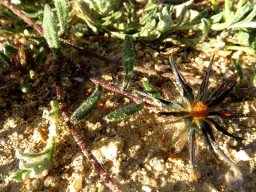 Gorteria diffusa subsp. diffusa withering flowerhead