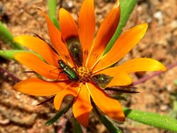 Gorteria diffusa subsp. diffusa, not the usual pollinator