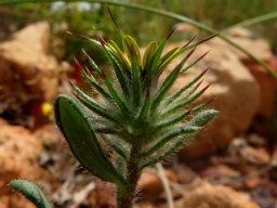 Gorteria personata leaves from below