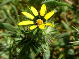 Gorteria personata open disc florets