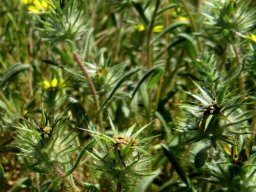 Gorteria personata burrs after flowerheads