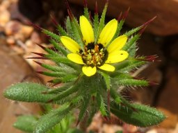 Gorteria personata flowerhead