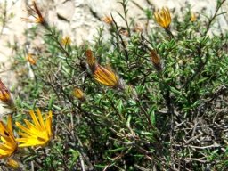 Gorteria integrifolia