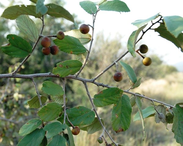 Grewia caffra branch with fruit