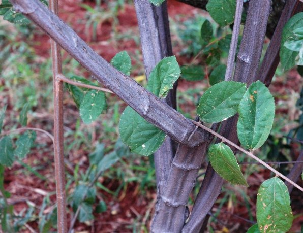 Grewia flavescens stems
