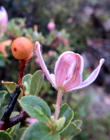 Grewia robusta before and after the open flower