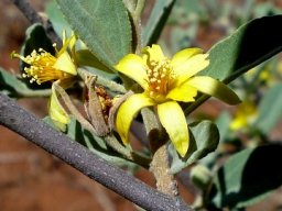 Grewia flava flower