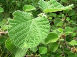 Grewia villosa leaves