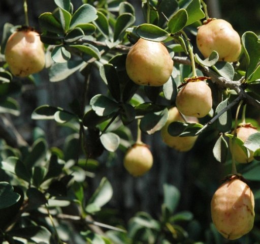 Gymnosporia buxifolia fruit