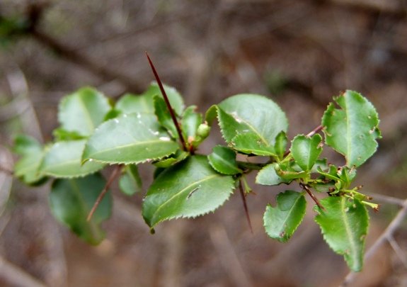 Gymnosporia mossambicensis leaves