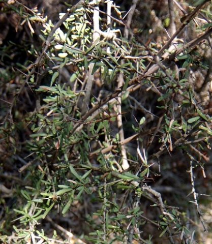 Gymnosporia polyacantha subsp. vaccinifolia