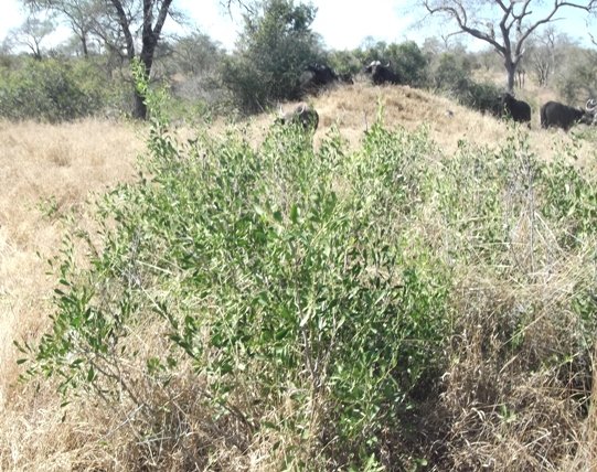 Gymnosporia senegalensis in Sabi Sand