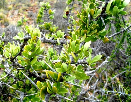 Gymnosporia buxifolia spines and leaves 