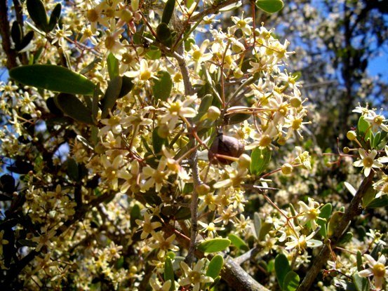 Gymnosporia szyszylowiczii flowering