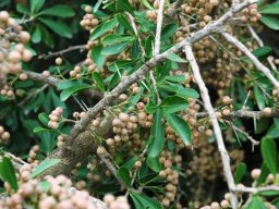 Gymnosporia