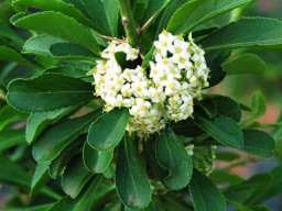 Gymnosporia buxifolia flower