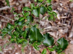 Gymnosporia mossambicensis