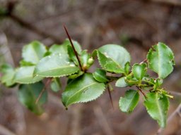 Gymnosporia mossambicensis leaves