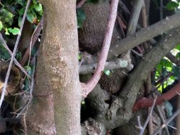 Gymnosporia mossambicensis mature stems