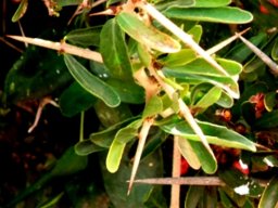 Gymnosporia polyacantha subsp. polyacantha leaves