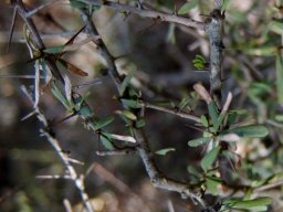 Gymnosporia polyacantha subsp. vaccinifolia old leaves