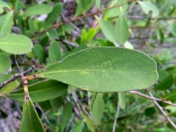 Gymnosporia senegalensis leaf