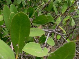 Gymnosporia senegalensis spines